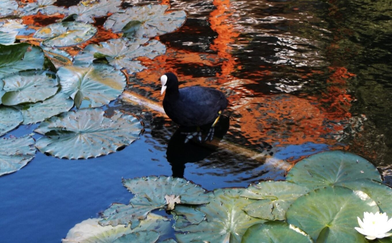 A black bird sits on water surrounded by lily pads. The water reflects an orange building.