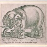A etching of an elephant in a white frame, at the bottom of the print are the words "The great elephant brought into england and landed August ye third 1675"