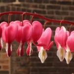 Detailed view of bright, pink flowers in the shape of hearts falling from a horizontal, red stem.