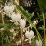 Detailed view of white flowers in the shape of hearts falling from a green stem.
