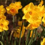 Detailed view of stems bearing several yellow flowers with orange cups.