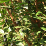 Detailed view of a plant with glossy green leaves and purpleish-black berries.