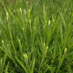 Detailed view of a small plant growing upright stems, green foliage and white buds.
