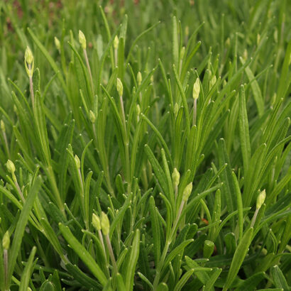 Detailed view of a small plant growing upright stems, green foliage and white buds.