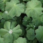 Detailed view of a plant with flat, soft, scalloped green leaves.