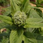 Detailed view of a plant's seed head with multiple green leaves protruding outward