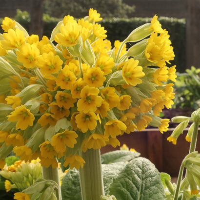 Detailed view of a plant with upright stems and many bell-shaped, fragrant rich yellow flowers.