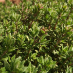 Detailed view of a plant with red stems and small green, glossy leaves.