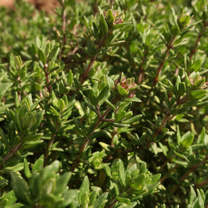 Detailed view of a plant with red stems and small green, glossy leaves.