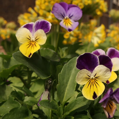 Detailed view of a plant with speading stems and dark purple upper petals and pale yellow petals.