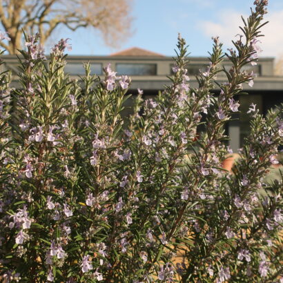 Detailed view of a plant with long thin stems and delicate, purple flowers.