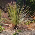 A spikey, symmetrical plant, growing on a bed of white gravel, surrounded by similar plants and smaller plants. In the background is a brick archway.
