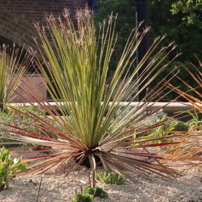 A spikey, symmetrical plant, growing on a bed of white gravel, surrounded by similar plants and smaller plants. In the background is a brick archway.