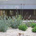 A collection of small, low-growing plants on a bed of white gravel.