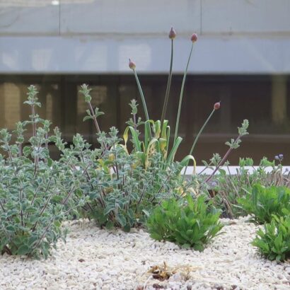 A collection of small, low-growing plants on a bed of white gravel.