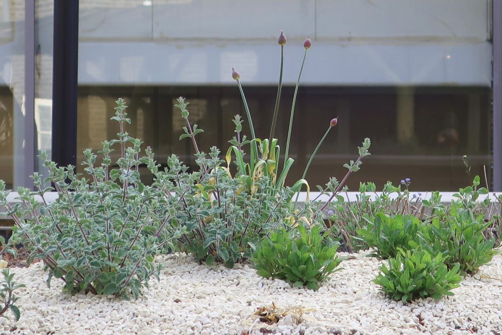 A collection of small, low-growing plants on a bed of white gravel.