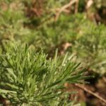 Detailed view of a fern-like garden herb with green foliage.