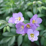 Detailed view of a plant with mounded, fern-like leaves bearing purple flowers.