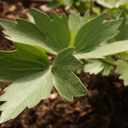 Detailed view of a plant's green, glossy leaves.
