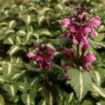 Detailed view of a plant with rich, pink flowers and nettle-like leaves, each leaf has a distinct white stripe running down its centre.