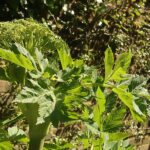 The sun shines on a plant with green leaves and a large flowerhead, not yet in bloom.