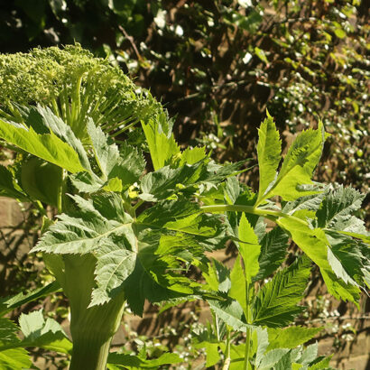 The sun shines on a plant with green leaves and a large flowerhead, not yet in bloom.