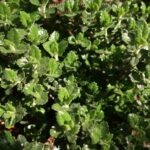 Detailed view of a plant with small, dark green, glossy leaves.