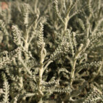 Detailed view of a plant with narrow, green leaves with a silvery hue and a woolly appearance.