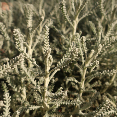 Detailed view of a plant with narrow, green leaves with a silvery hue and a woolly appearance.