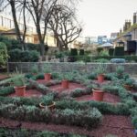 A series of small bushes form a cross pattern with planted pots within the pattern.