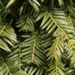 Detailed view of a plant with dense, dark green foliage.