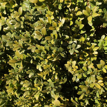 Detailed view of dense, bright green foliage.