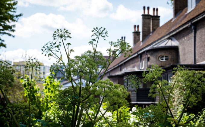 Lush green plants fill the foreground of a sunlit garden, their umbrella-shaped blooms rising on tall stems. Behind them, a brick museum building with a pitched roof, multiple chimneys, and an oval window peeks through, framed by bright blue sky and drifting white clouds.