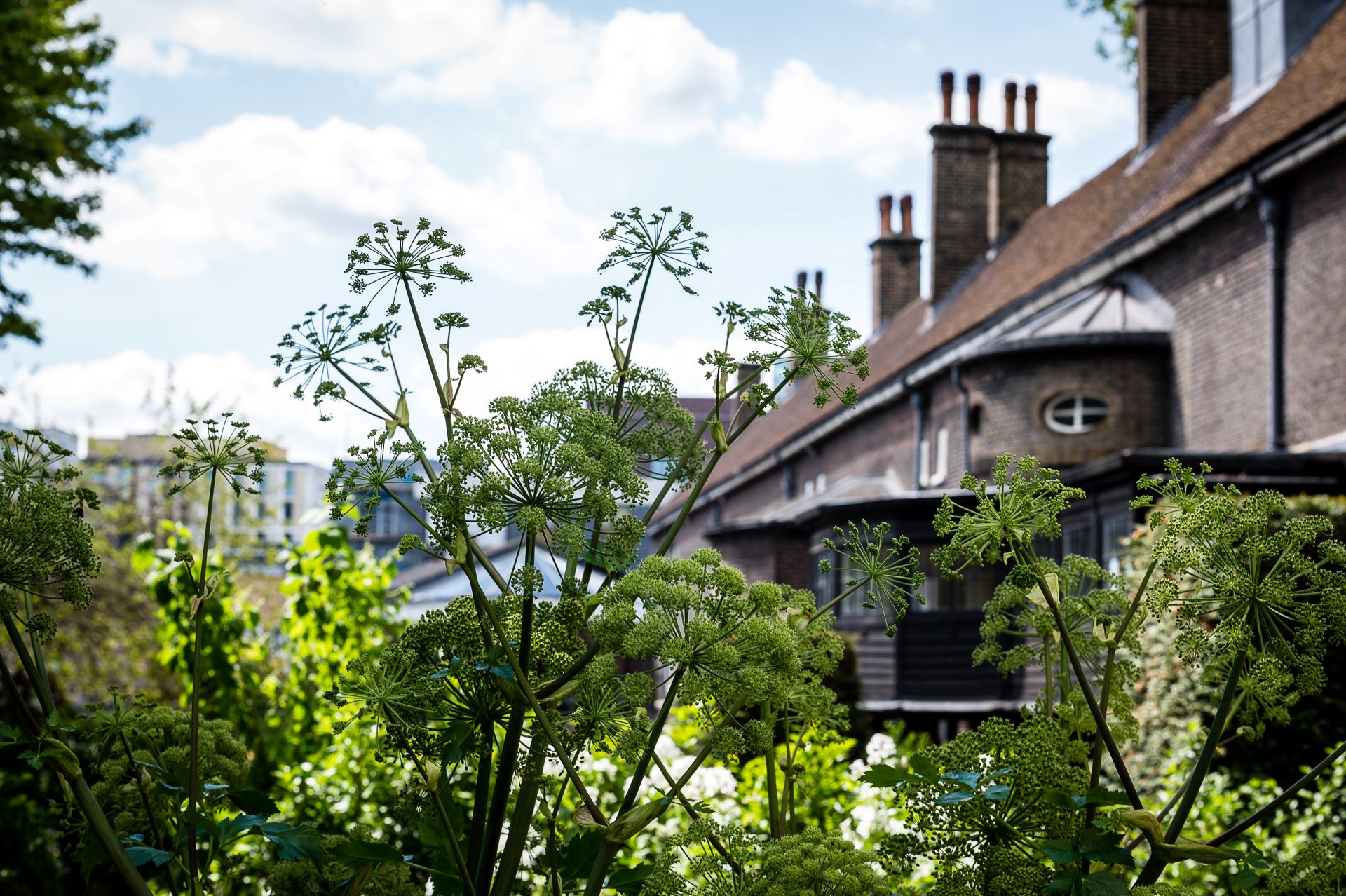 Lush green plants fill the foreground of a sunlit garden, their umbrella-shaped blooms rising on tall stems. Behind them, a brick museum building with a pitched roof, multiple chimneys, and an oval window peeks through, framed by bright blue sky and drifting white clouds.