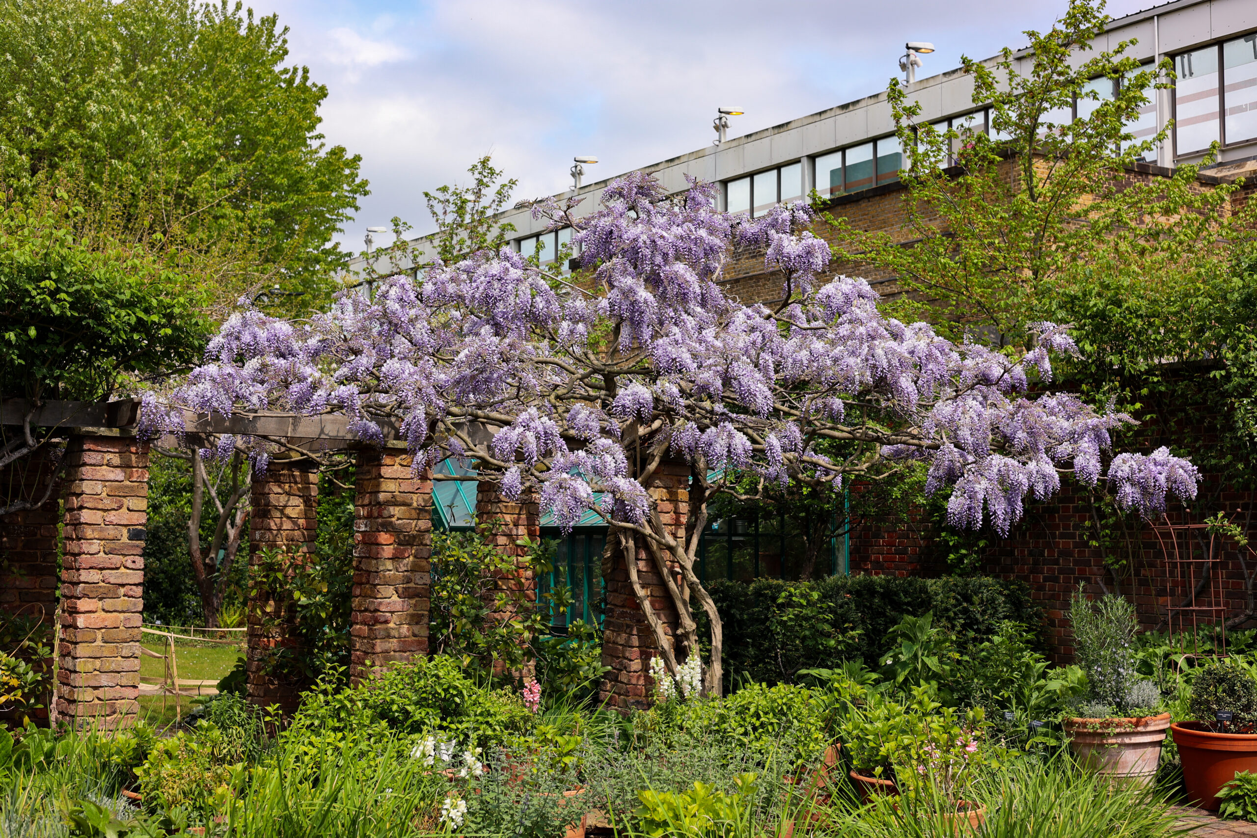 Purple wisteria drapes a brick pergola in the Gardens Through Time, with potted plants beneath and an overground line visible overhead.