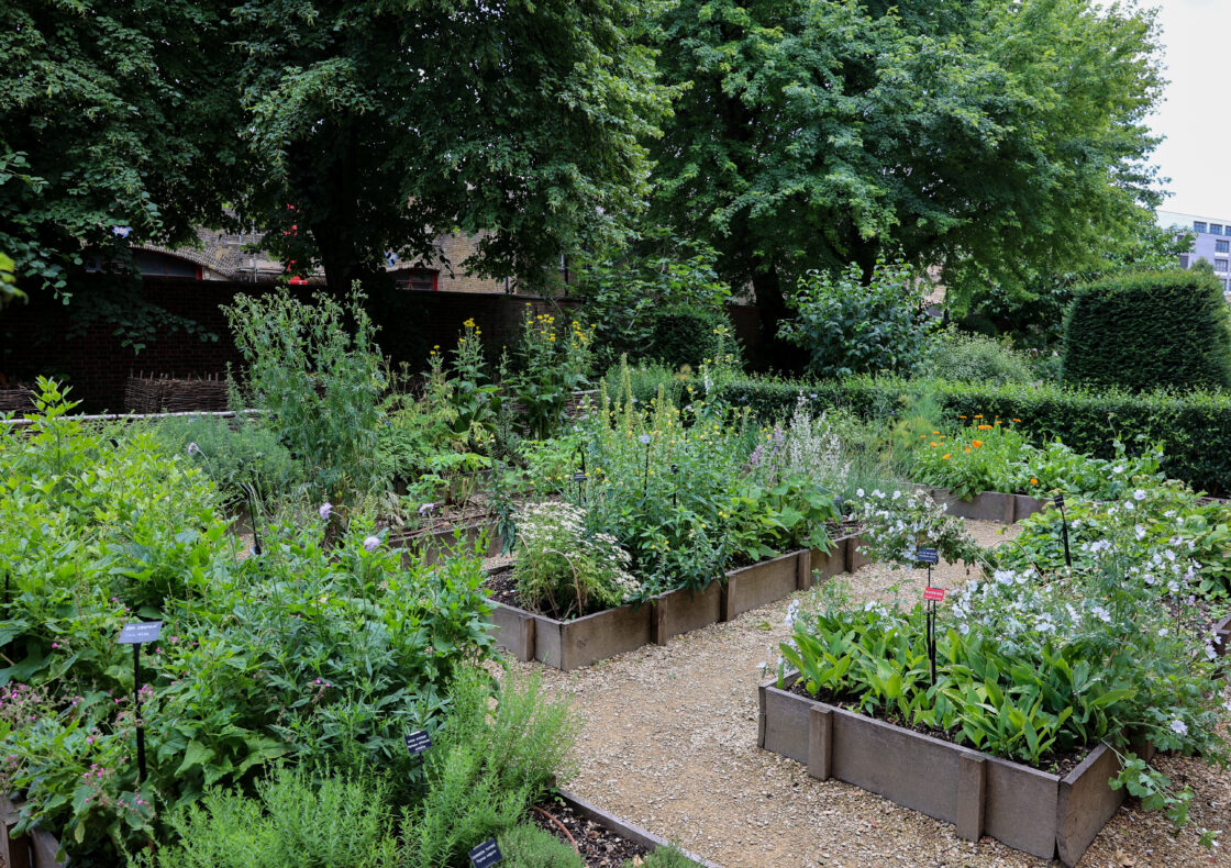 A garden with multiple raised beds and paths, with numerous plants, including flowers and shrubs.