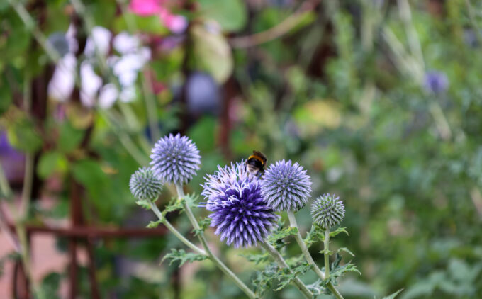 A thistle flower in a garden with a bee flying near