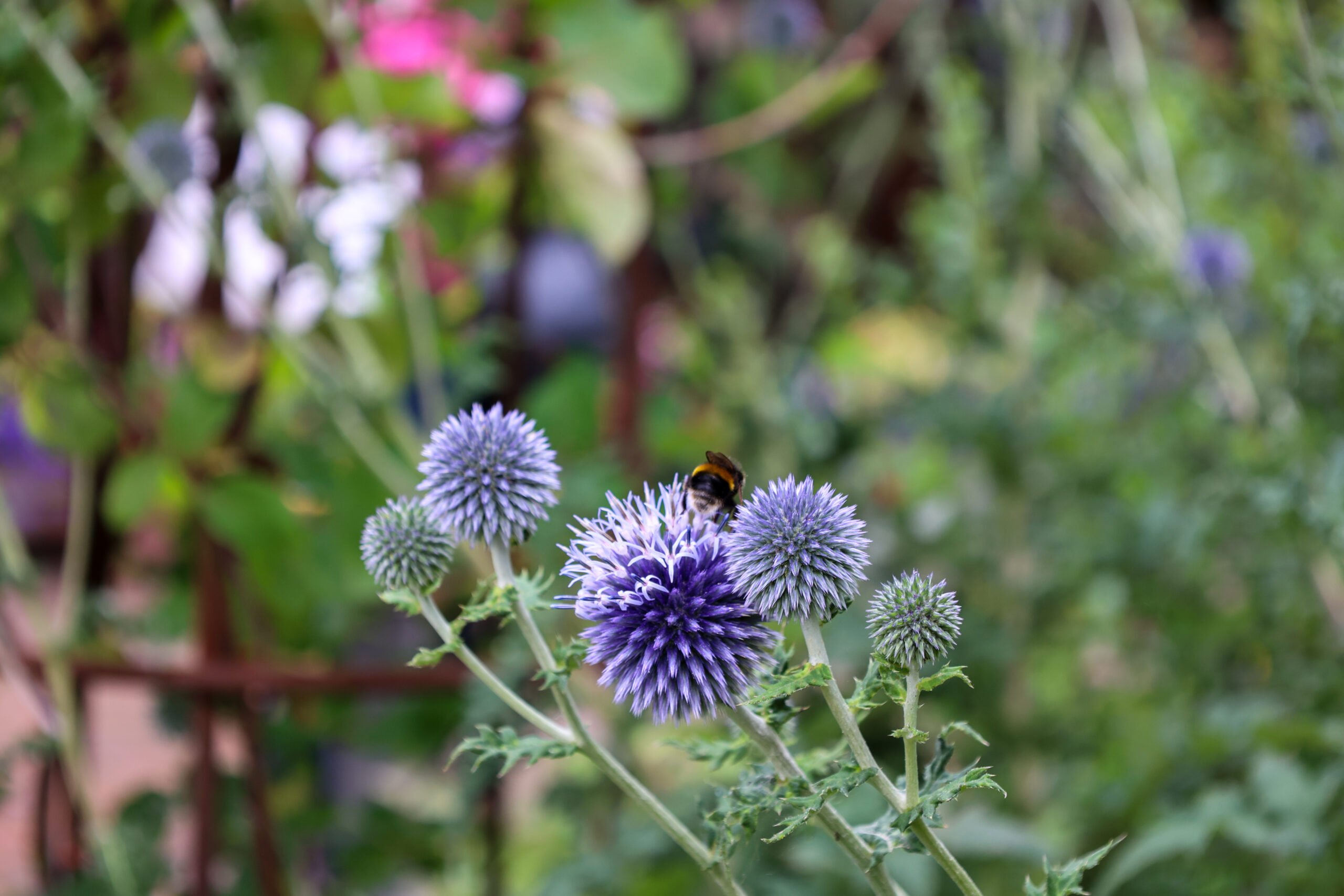 A thistle flower in a garden with a bee flying near