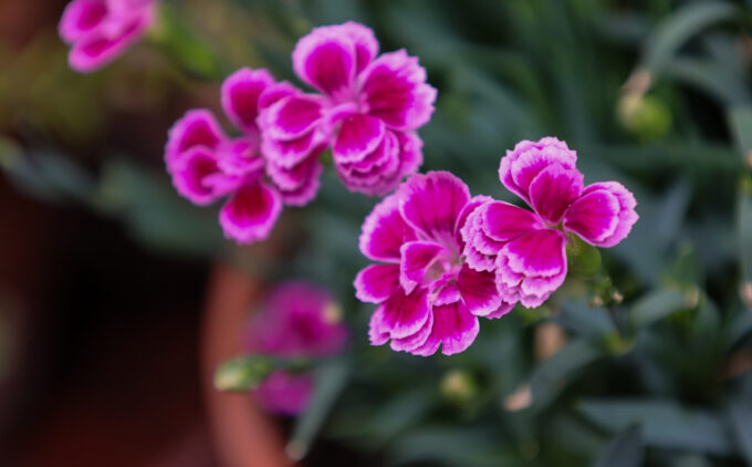 Bright pink flowers closeup