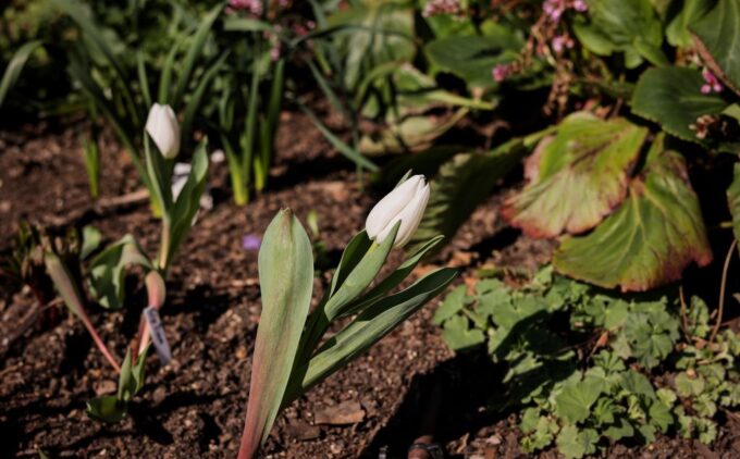 A close up shot of two white tulip buds rising from dark soil amid green foliage in a sunlit garden bed, with a copper irrigation pipe visible beneath.
