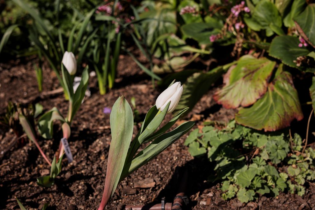 A close up shot of two white tulip buds rising from dark soil amid green foliage in a sunlit garden bed, with a copper irrigation pipe visible beneath.