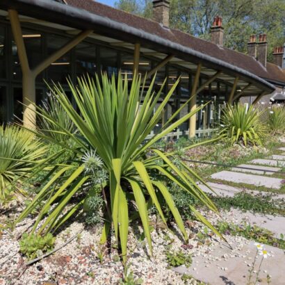 A green roof garden with various plants, surrounded by gravel and paving stones. In the background is a modern glass building with yellow structural supports, adjacent to a row of brick buildings.