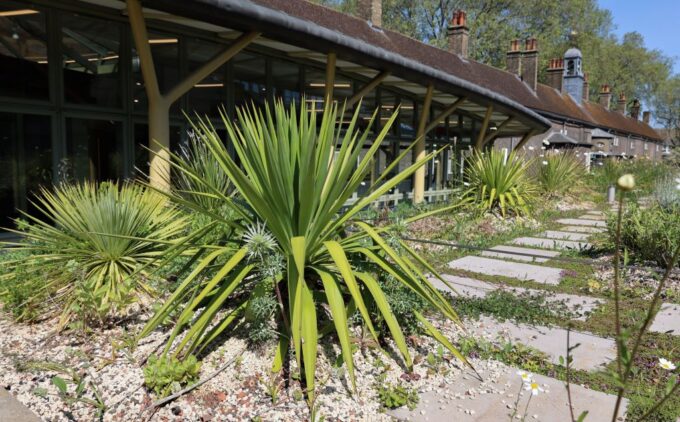 A green roof garden with various plants, surrounded by gravel and paving stones. In the background is a modern glass building with yellow structural supports, adjacent to a row of brick buildings.