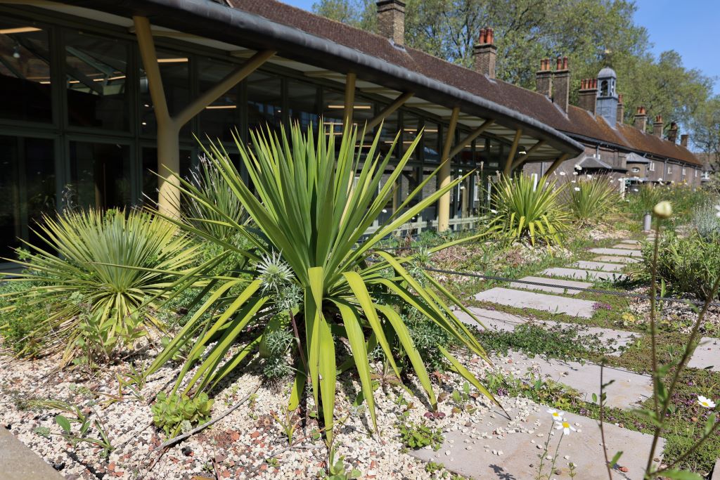 A green roof garden with various plants, surrounded by gravel and paving stones. In the background is a modern glass building with yellow structural supports, adjacent to a row of brick buildings.