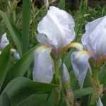 A close up shot of two white orris root (Iris germanica) blossoms rising among strappy green leaves in a garden; each flower displays ruffled petals and yellow tipped base.