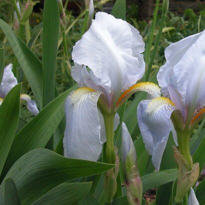 A close up shot of two white orris root (Iris germanica) blossoms rising among strappy green leaves in a garden; each flower displays ruffled petals and yellow tipped base.