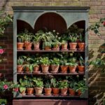 Three shelves of potted plants sit against a brick wall, with roses growing on either side.