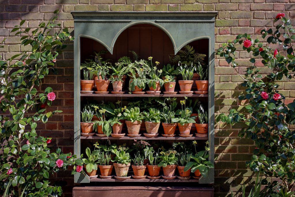 Three shelves of potted plants sit against a brick wall, with roses growing on either side.
