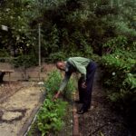 An elderly man stands centre, bending at the waist about 90°, touching leafy greens in a narrow garden bed while looking at the camera; behind him, a low stone wall topped by dense foliage and a clothesline pole against an overgrown backdrop.