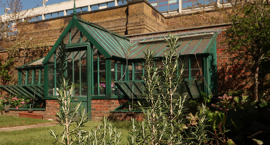 A glass greenhouse with dark green trim stands in the background, while a rosemary plant with upright stems fills the foreground. Grass and other plants are viewable.